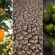 La falta de lluvias en Jujuy perjudicaría la producción citrícola y de palta
