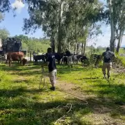 Secuestraron 7 caballos y 10 vacas que estaban sueltas en Guerrero y la Ruta 2