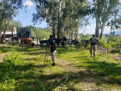 caballos vacas secuestro policia