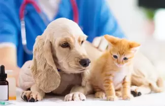 mascotas ilustrativo