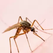 Dengue en Jujuy: anticipan que el brote terminaría en dos semanas