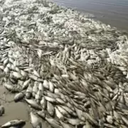 Santa Fe: encontraron miles de peces muertos por la sequía