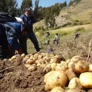 Por la sequía y las heladas, advierten poca producción de papa andina y quinoa en Jujuy