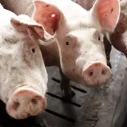 Desconcierto en China: un cerdo mató al carnicero que lo iba a sacrificar