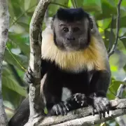 Qu� hacer ante la presencia de monos en Jujuy