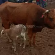 vacas extraviadas