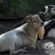 Echaron al director de un zoológico de México que mandó a carnear y cocinar a cuatro cabras para una cena