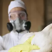 Reforzarán las medidas de higiene en Jujuy para evitar la entrada de la influenza aviar