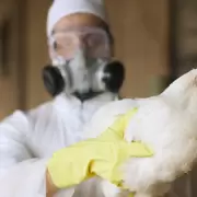 La OMS califica como "bajo" el riesgo de contagio de la gripe aviar en humanos