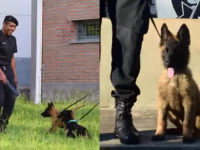 El servicio Penitenciario de Jujuy incorporó 5 cachorros al equipo