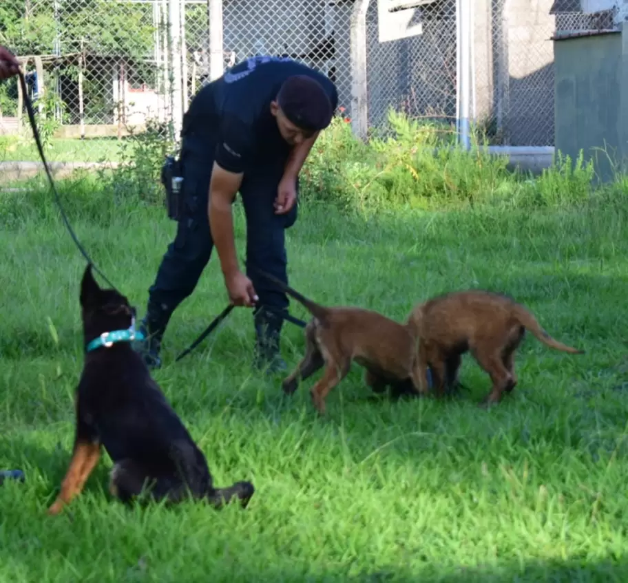 El servicio Penitenciario de Jujuy incorporó 5 cachorros al equipo