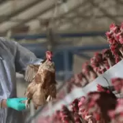 Gripe aviar: reunión cumbre del Gobierno para analizar medidas tras nuevos casos