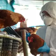 Gripe aviar en Jujuy: desde el primer caso, no se notificaron otros