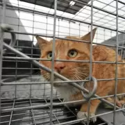 Vietnam: encontraron 2 mil gatos muertos en un laboratorio: usaban sus huesos para "curar" el asma