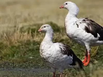 patos gripe aviar