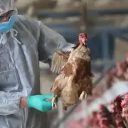 Gripe aviar: las 5 especies en las que se detectó el virus en Argentina