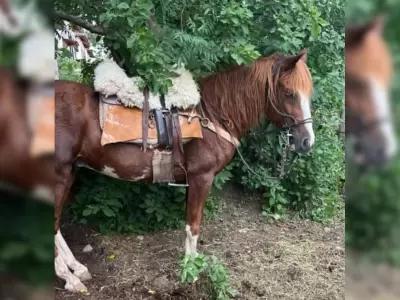 caballo robado