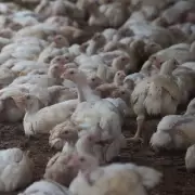 Gripe aviar: qué es, cómo se contagia, cuáles son los síntomas y cuál es el riesgo para los humanos