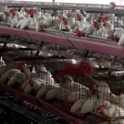 Estiman que ascienden a 660.000 las aves muertas y sacrificadas por gripe aviar