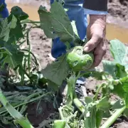 Tras la sequía, el granizo destruyó plantaciones de verdura en los Valles de Jujuy