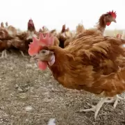 Nuevo caso de gripe aviar: el Senasa confirmó otro positivo en Córdoba