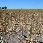 Por la sequía severa, estiman que las pérdidas en soja, maíz y trigo superan el 2% del PBI