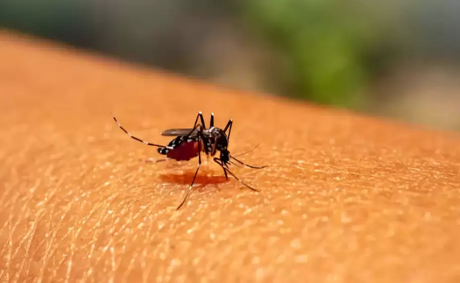 Mosquito aedes aegypti