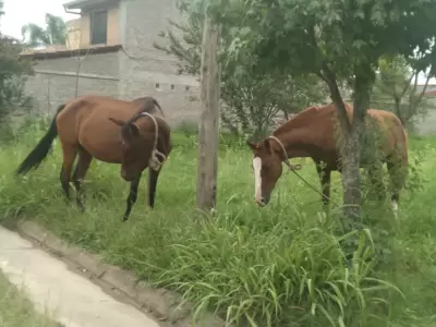 caballos sueltos