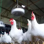 Murieron 240 mil gallinas en granjas de Mar del Plata y Río Negro por gripe aviar