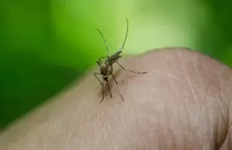 Mosquito - dengue - chikungunya