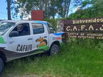 atencion cafaju