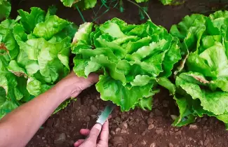 Huerta hogar