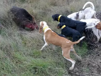 caza con perros