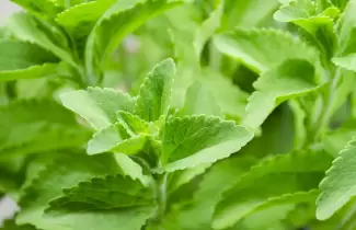 stevia