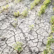Los productores de Jujuy pueden solicitar un beneficio por los daños de la sequía