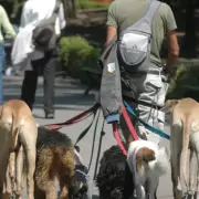 Paseadores de perros de Jujuy solicitan un encuentro para hablar sobre la reglamentación