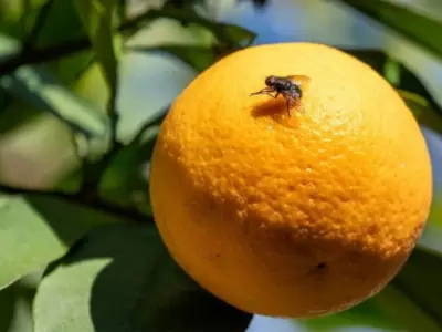 mosca de fruta