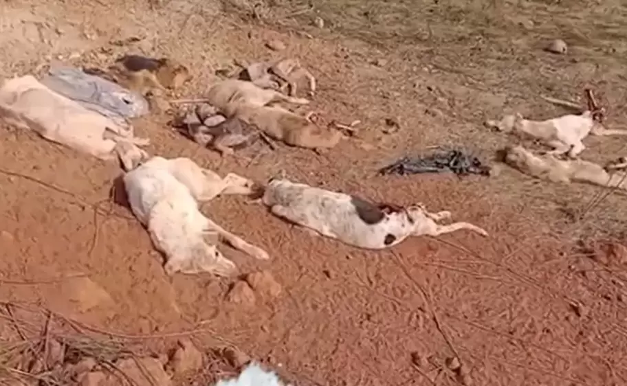 perritos muertos al costado de una ruta