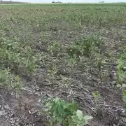 Argentina deberá importar casi 10 millones de toneladas de soja para suplir las pérdidas de la sequía