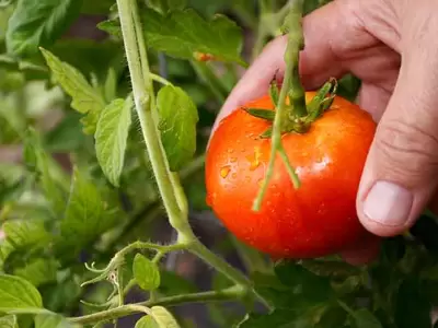 cosecha de tomate - Imagen ilustrativa