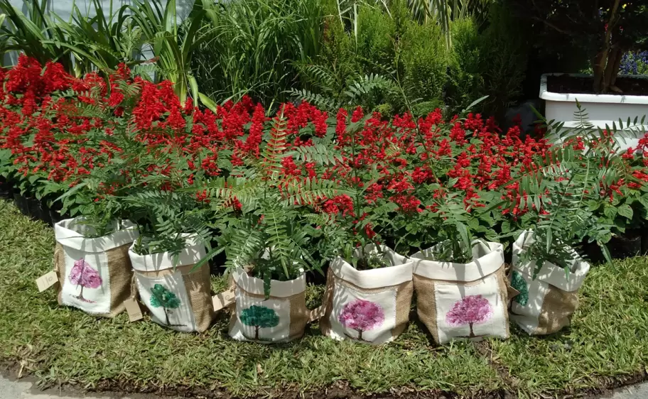 La flor más bella - Feria de las plantas
