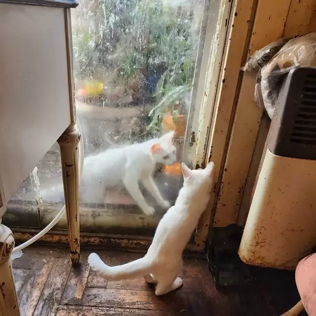 gatos rescatados