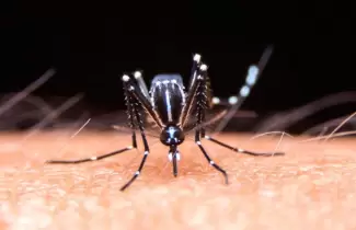 Mosquito - dengue - chikungunya