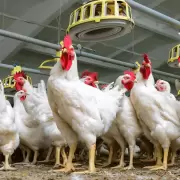 Gripe aviar en Jujuy: no hubo nuevos casos, sigue la emergencia y las granjas trabajan con normalidad