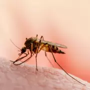 Aguas Calientes: afirman que bajaron los casos de dengue y registran entre 2 y 3 contagios por día