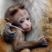 Repudio internacional: venderán 100 mil monos en peligro de extinción a una empresa china
