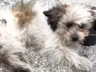 perro motor