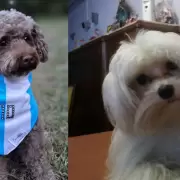 La Plata: denuncian a una peluquera canina por maltrato animal