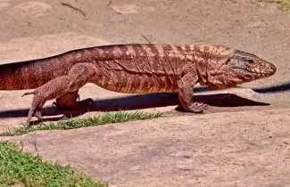 iguana colorada