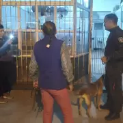 Rescataron a un perro que fue víctima de maltrato animal por su dueña en San Pedro